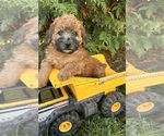Image preview for Ad Listing. Nickname: Tripp