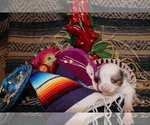 Small #5 Chihuahua