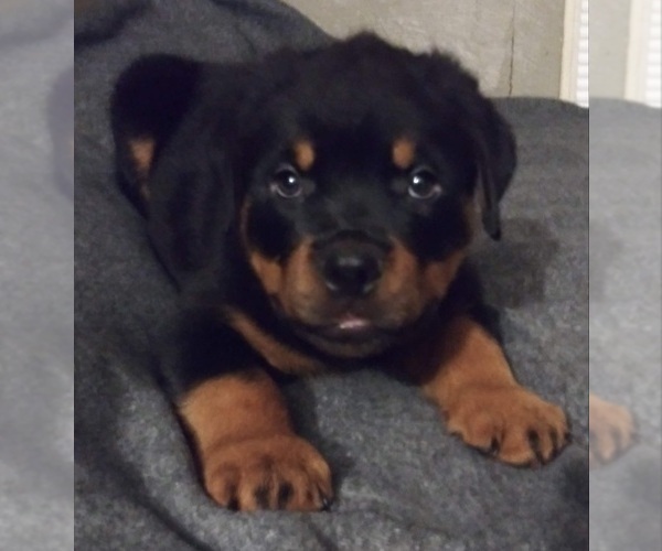Medium Photo #2 Rottweiler Puppy For Sale in AURORA, CO, USA