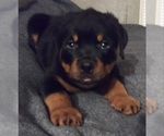 Small Photo #2 Rottweiler Puppy For Sale in AURORA, CO, USA