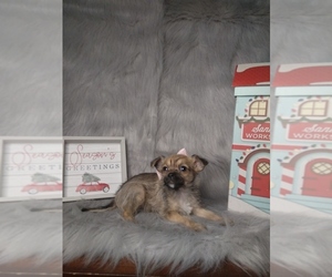 Chorkie Puppy for sale in INDIANAPOLIS, IN, USA