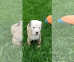 Small Photo #1 American Bulldog Puppy For Sale in DERRY, NH, USA