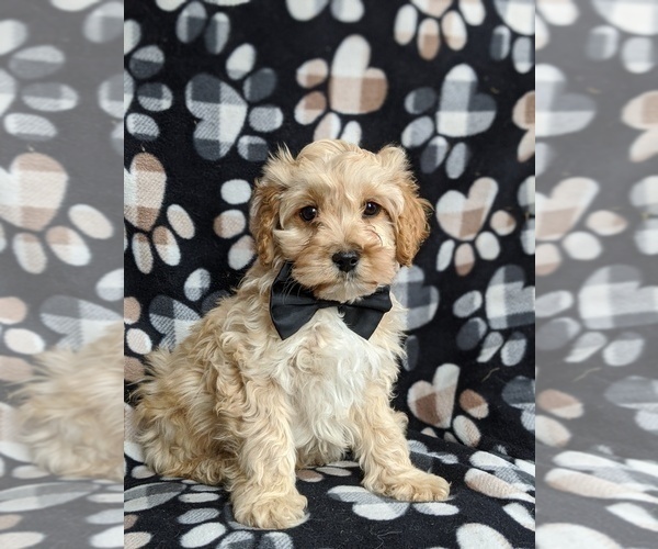Medium Photo #2 Cocker Spaniel-Poodle (Miniature) Mix Puppy For Sale in PEACH BOTTOM, PA, USA