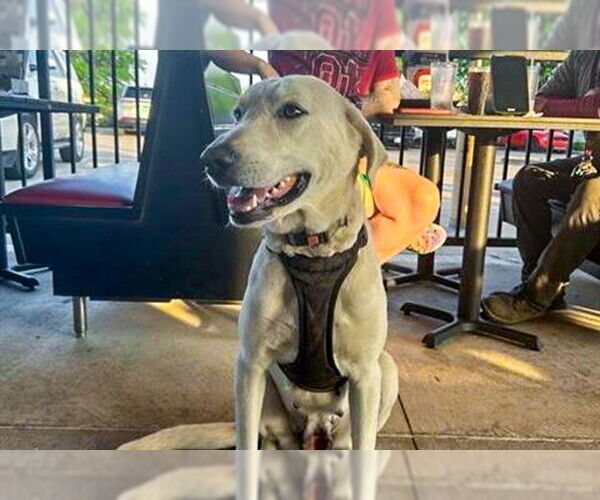 Medium Photo #1 Great Pyrenees Puppy For Sale in Waco, TX, USA