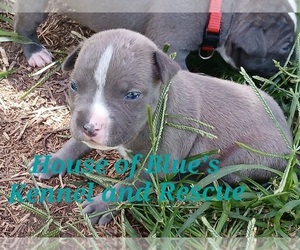 American Pit Bull Terrier Puppy for sale in DELAWARE, OH, USA