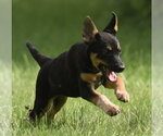 Small #5 Mutt