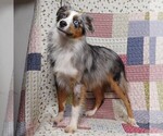 Small #2 Miniature Australian Shepherd