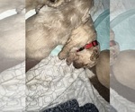 Small #27 Cock-A-Poo-Maltipoo Mix