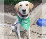 Small #3 Carolina Dog-Labrador Retriever Mix