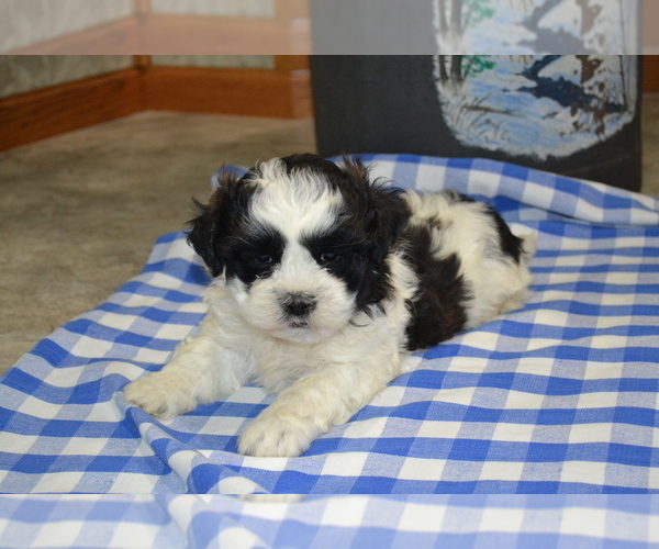 Medium Photo #13 Shih Tzu-Zuchon Mix Puppy For Sale in GREENWOOD, WI, USA