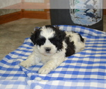 Small Photo #13 Shih Tzu-Zuchon Mix Puppy For Sale in GREENWOOD, WI, USA
