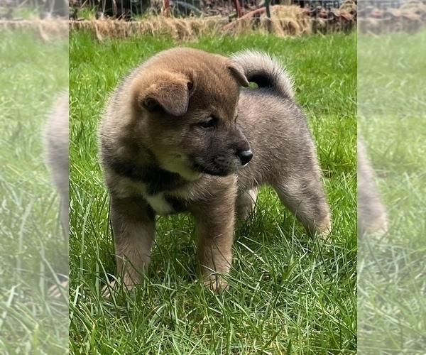 Medium Photo #2 Shiba Inu Puppy For Sale in SNOHOMISH, WA, USA