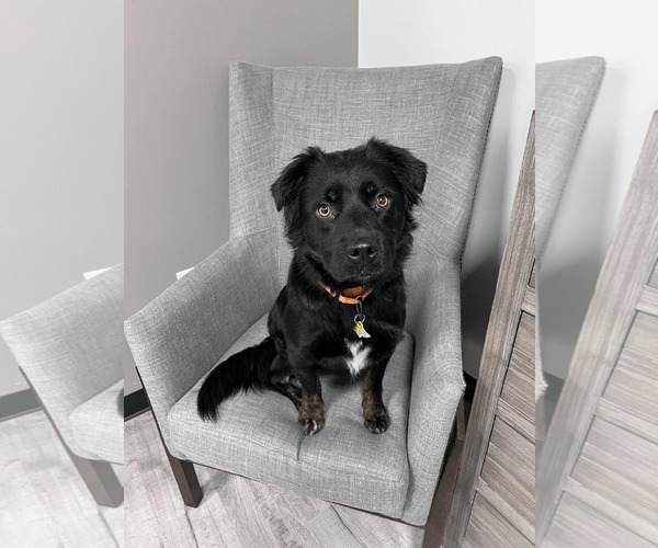 Medium Photo #6 American Pit Bull Terrier-Australian Shepherd Mix Puppy For Sale in Sandy, UT, USA