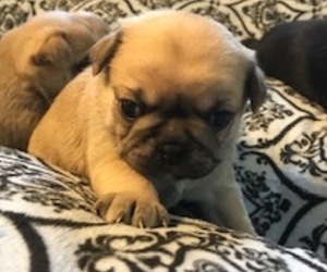 Pug Puppy for sale in BURLESON, TX, USA