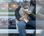 Small Photo #61 Siberian Husky Puppy For Sale in TRIMBLE, MO, USA