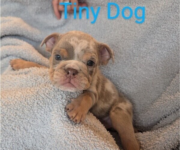 Medium Photo #10 Bulldog Puppy For Sale in MARIETTA, GA, USA