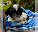 Small #1 Shih Tzu