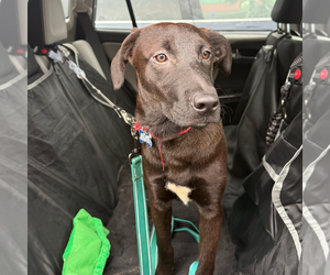Dina - Female Dachsador Dog for Adoption - Photo #5