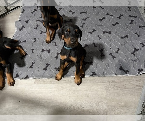 Medium Photo #25 Doberman Pinscher Puppy For Sale in CHEPACHET, RI, USA