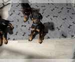 Small #24 Doberman Pinscher
