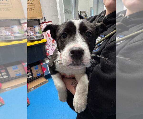 Medium Photo #2 Collie-Unknown Mix Puppy For Sale in Muskegon, MI, USA