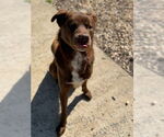 Small #3 Labrador Retriever Mix