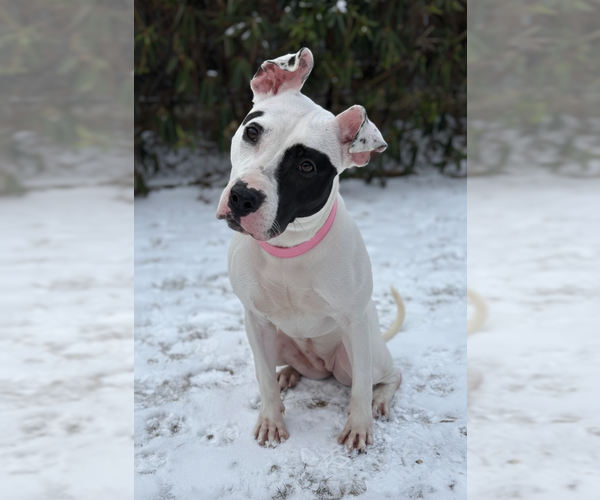 Medium Photo #2 American Pit Bull Terrier-Unknown Mix Puppy For Sale in Spring Lake, NJ, USA