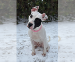 Small #1 American Pit Bull Terrier Mix