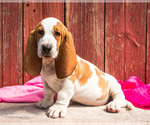 Puppy Olly Basset Hound