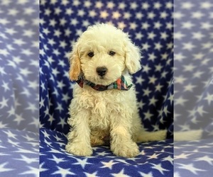 Bichpoo-Poodle (Miniature) Mix Puppy for sale in LINCOLN UNIV, PA, USA