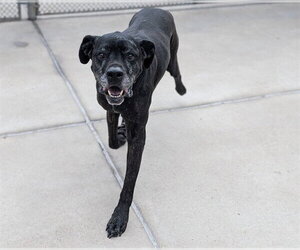 David Puddy - Male Boxer-Unknown Mix Dog for Adoption - Photo #6