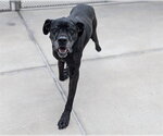 Small #5 Boxer Mix