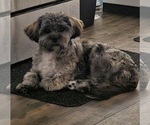 Small Photo #1 Zuchon Puppy For Sale in LEXINGTON, OH, USA
