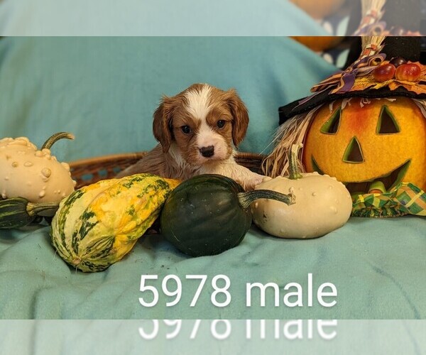 Full screen Photo #5 Cavalier King Charles Spaniel Puppy For Sale in CLARE, IL, USA