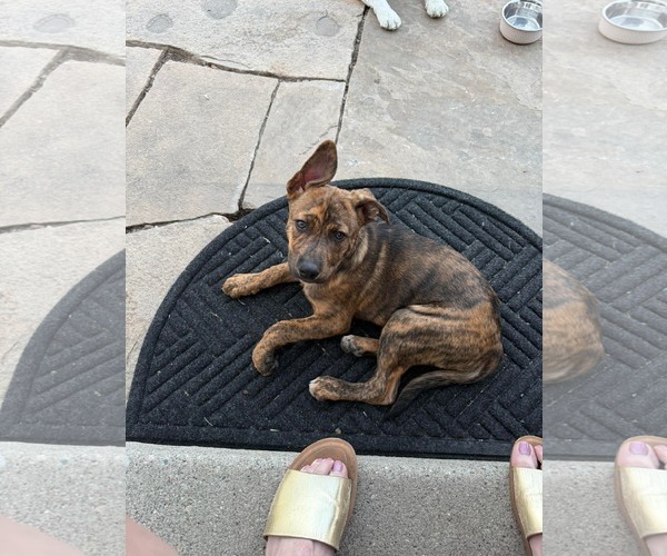 Medium Photo #6 American Pit Bull Terrier-Unknown Mix Puppy For Sale in MIDWAY, UT, USA