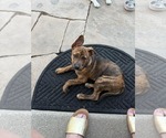 Small #5 American Pit Bull Terrier Mix