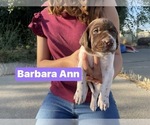 Puppy Barbara Ann Pointer
