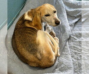 Mutt Dogs for adoption in Rustburg, VA, USA