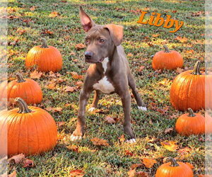 Libby - Female American Pit Bull Terrier-Labrador Retriever Mix Dog for Adoption - Photo #2