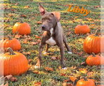 Small Photo #2 American Pit Bull Terrier-Labrador Retriever Mix Puppy For Sale in Southbury, CT, USA