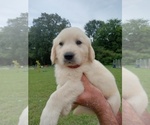 Small Photo #4 Golden Retriever Puppy For Sale in BRYANT, AL, USA