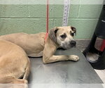 Small American Staffordshire Terrier Mix