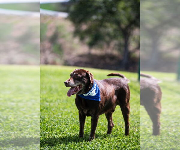 Medium Photo #2 Labrador Retriever Puppy For Sale in Oakland Park , FL, USA