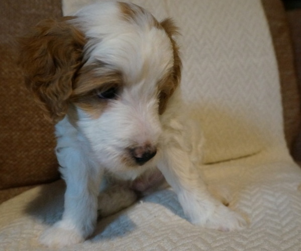 Medium Photo #4 Golden Mountain Doodle  Puppy For Sale in JIM FALLS, WI, USA