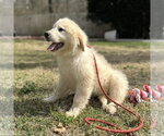 Small #3 Great Pyrenees Mix
