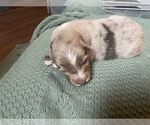 Small Photo #13 Australian Shepherd Puppy For Sale in YADKINVILLE, NC, USA