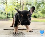 Small #2 French Bulldog