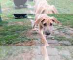 Small Photo #14 German Shepherd Dog-Great Dane Mix Puppy For Sale in YOUNG HARRIS, GA, USA