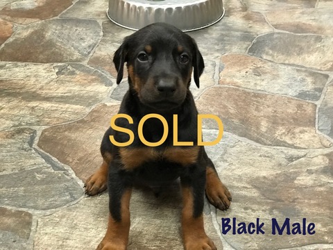 Medium Photo #1 Doberman Pinscher Puppy For Sale in HAYESVILLE, NC, USA