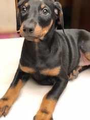 Doberman Pinscher Puppy for sale in NEW CASTLE, CO, USA